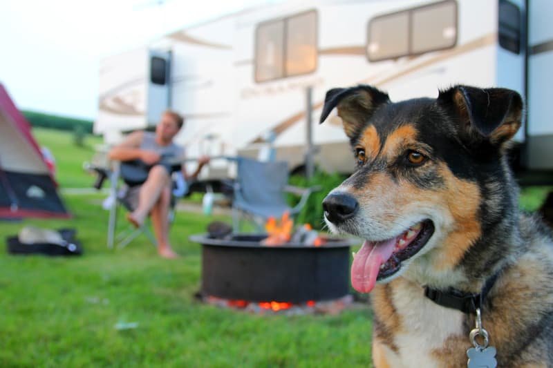 Smiling dog at a campsite near an RV with a campfire and a man playing guitar in the background