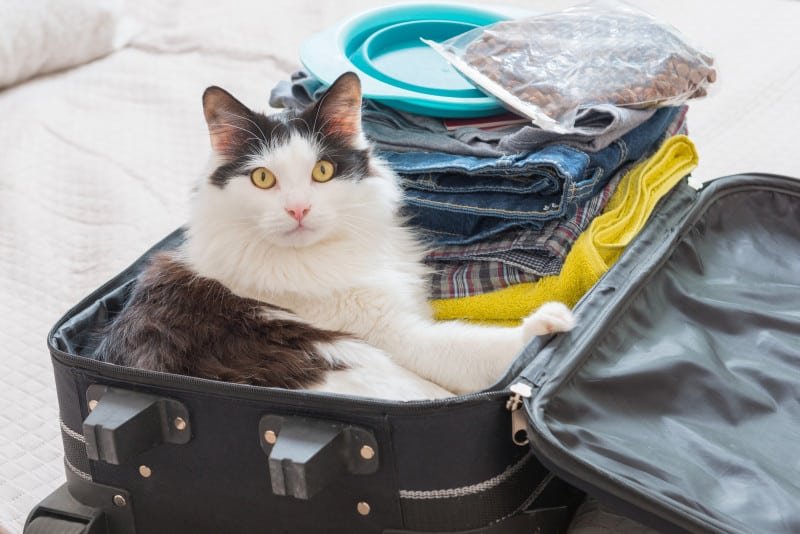 Gray and white cat sitting in a packed suitcase and looking straight at the camera