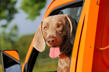 A dog looking out the window of an orange truck in a state with pet restraint laws