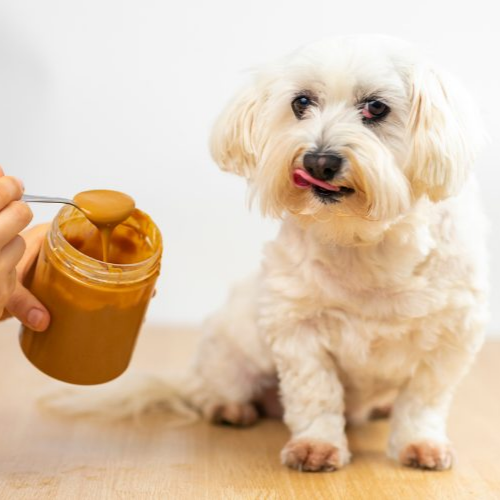 How Much Food Should Pet Parents Feed Their Maltese Dogs?
