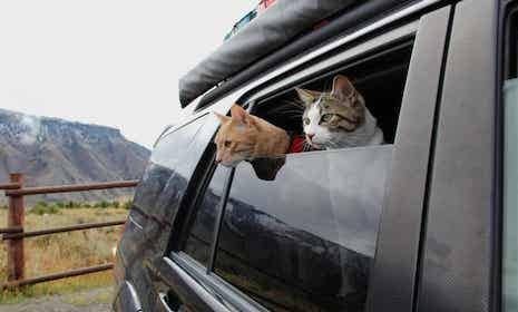Two cats look out the window of a car