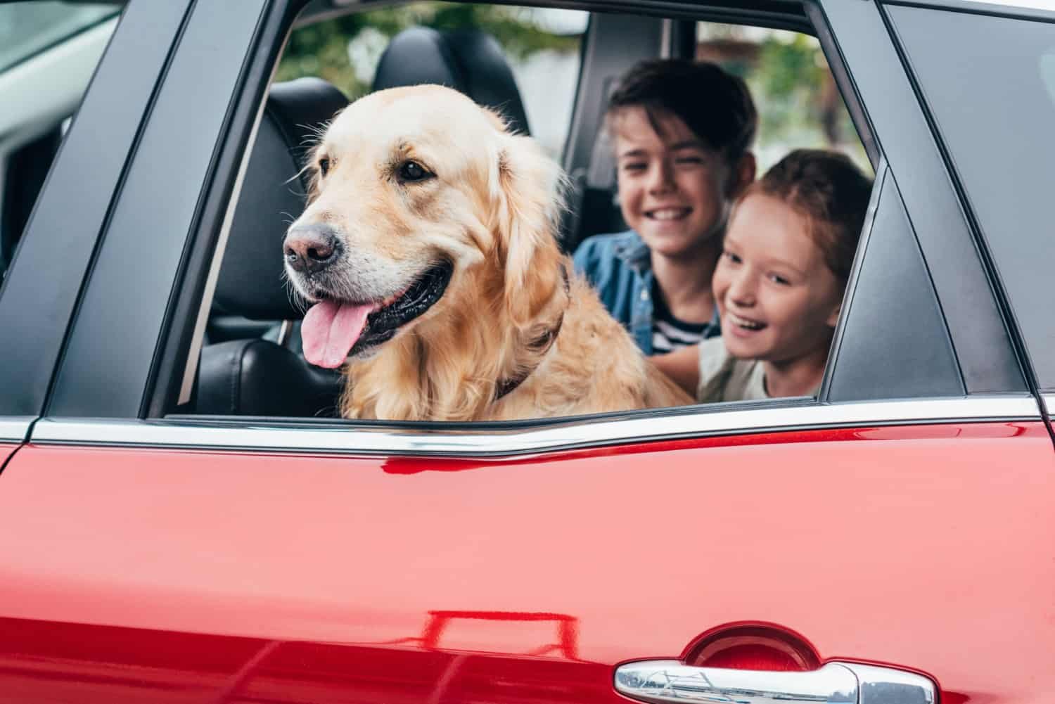 Dog and kids in car on pet friendly vacation to a theme park with kennels