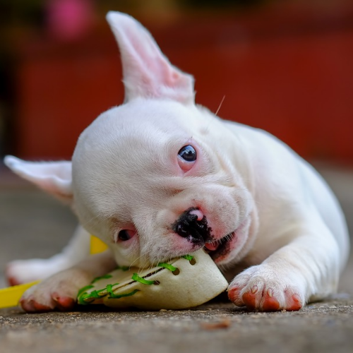 frenchies chewing