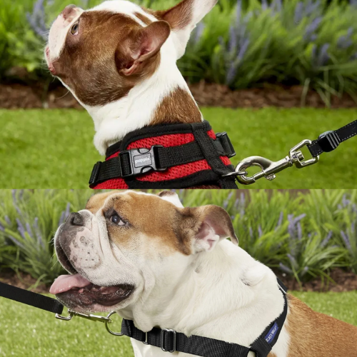 front and back clip harness
