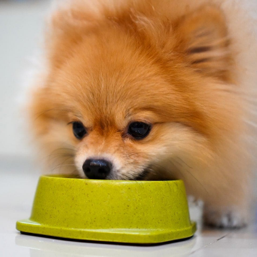 Pomeranian dog food
