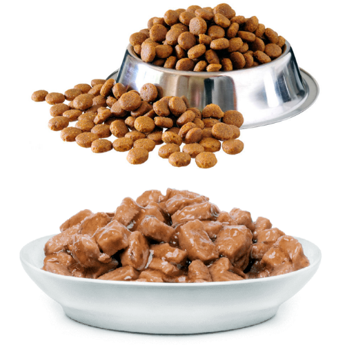 wet or dry dog food