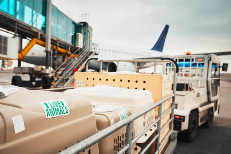 Live animal stickers on a plastic kennel on an airport runway