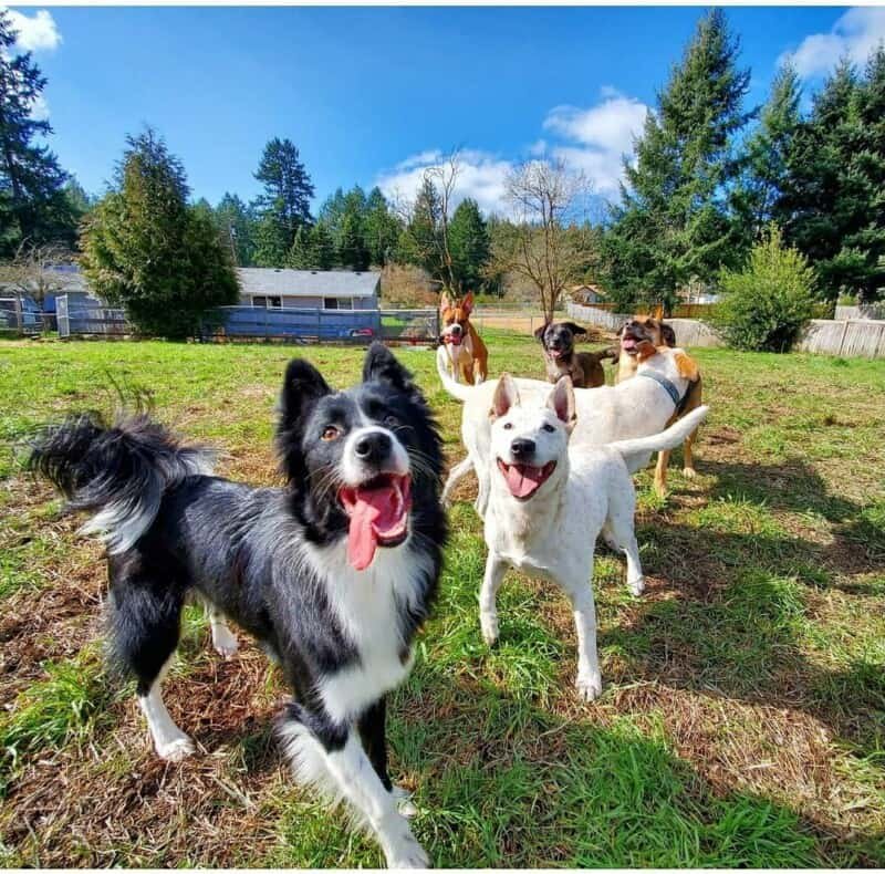 A group of 5 large dogs stand at a Sniffspot private off-leash dog park