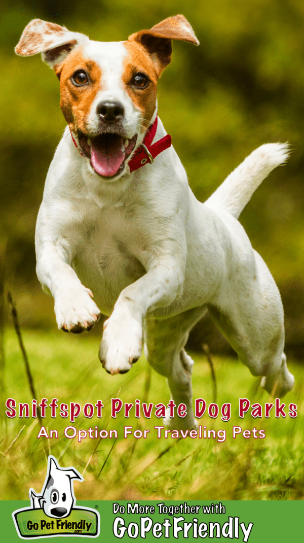 Jack Russell Parson Terrier Dog running in a Sniffspot private dog park
