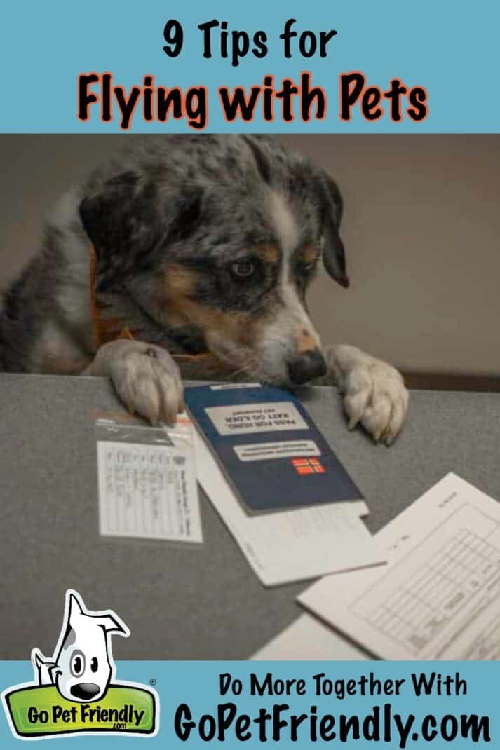 dog sniff papers.