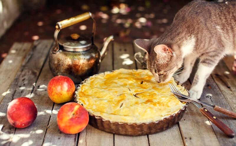 Cat smelling a peach pie on wooden table with fresh fruits, kettle, fork and knife.