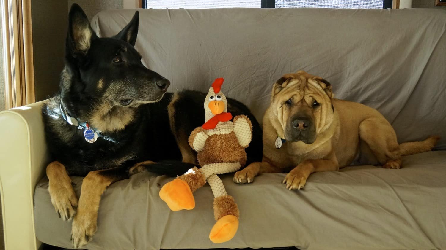 Buster and Ty with their Thanksgiving turkey