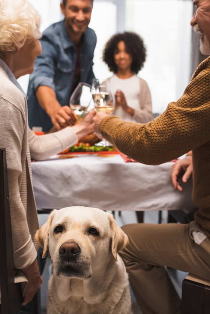 Yellow lab dog in front of table with people clinking glasses.