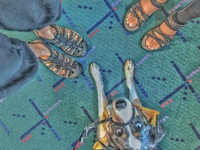 Dog on airport floor with feet.