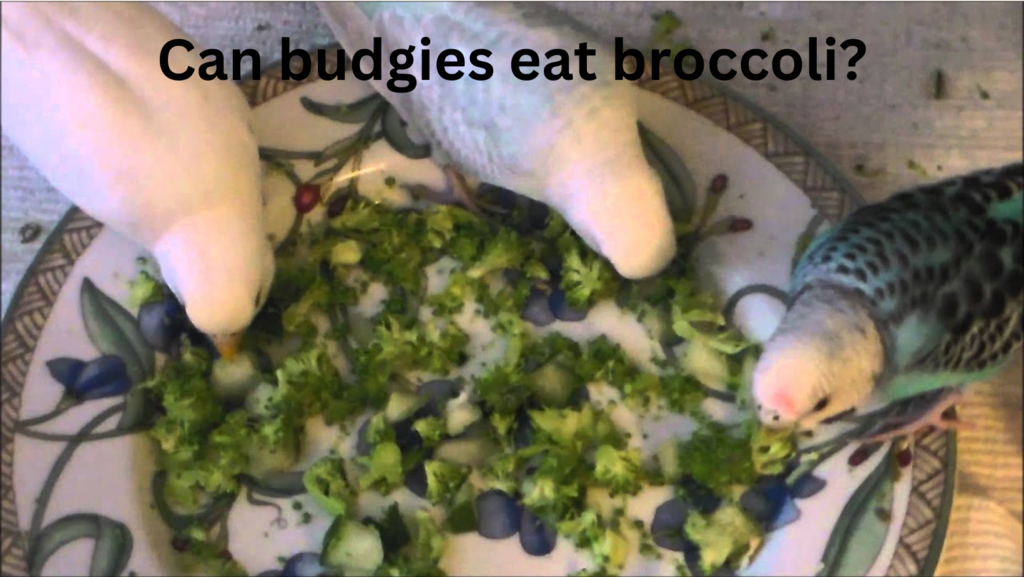 Can budgies eat broccoli? 2