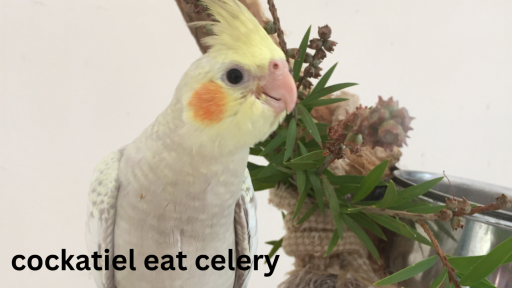 Can cockatiel eat celery? 2