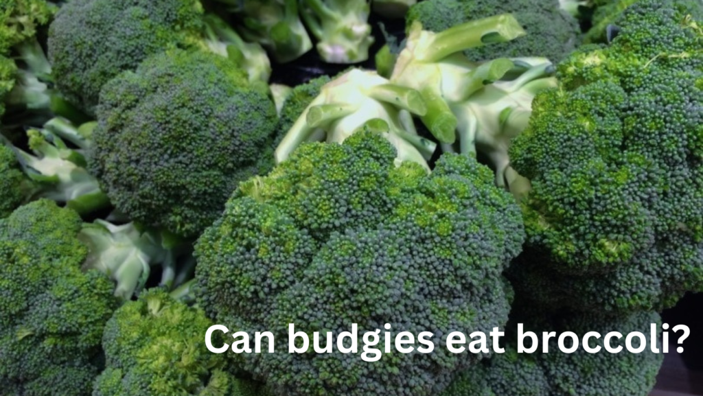 Can budgies eat broccoli? 3