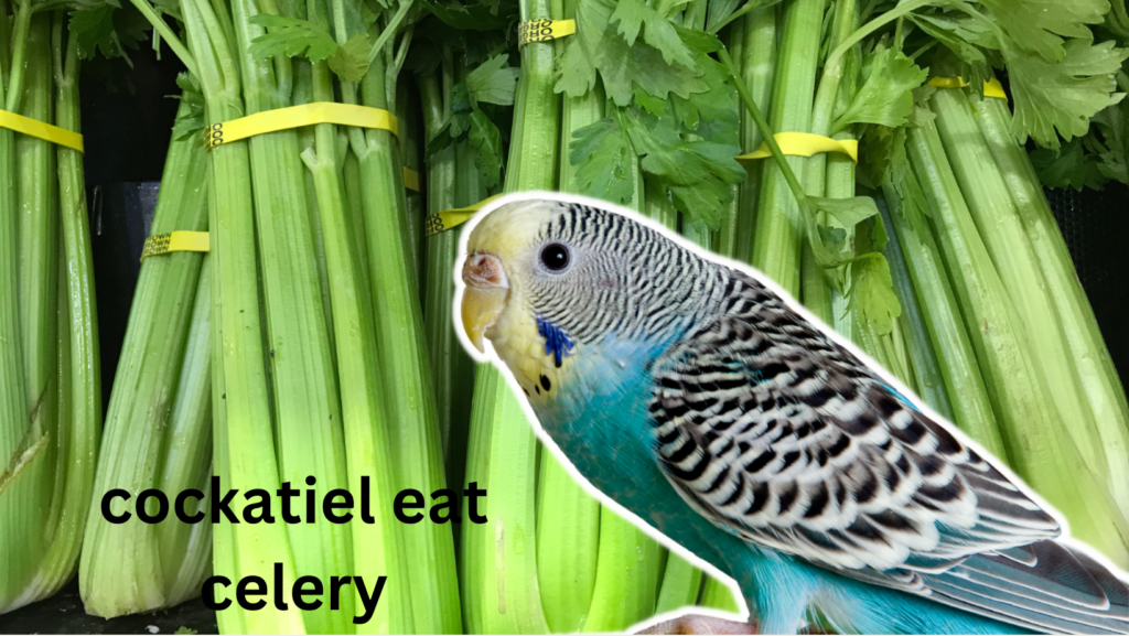Can cockatiel eat celery? 3