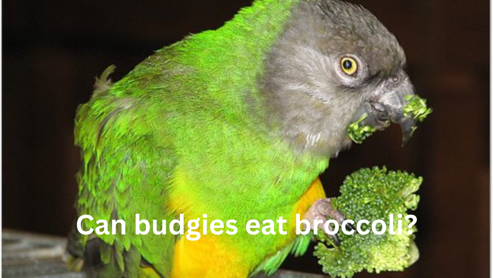 Can budgies eat broccoli? 9