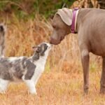 Happy greetings with pets - a Friendly cat with a dog