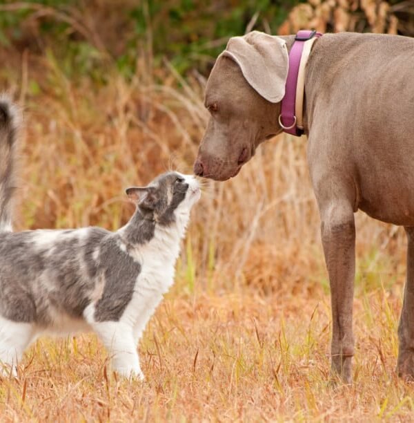 Happy greetings with pets - a Friendly cat with a dog