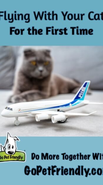 Flying With Your Cat for the First Time 2