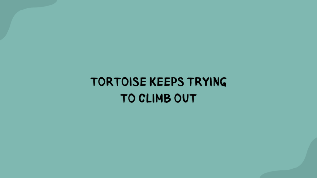 <strong>Tortoise Keeps Trying To Climb Out</strong> 1