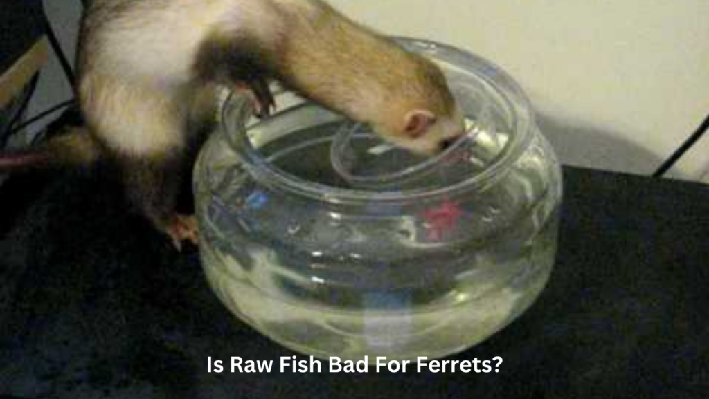 <strong>Is Raw Fish Bad For Ferrets?</strong> 2