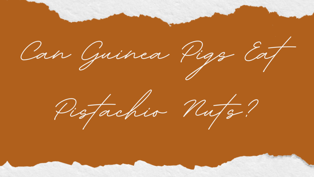 Can Guinea Pigs Eat Pistachio Nuts? 1