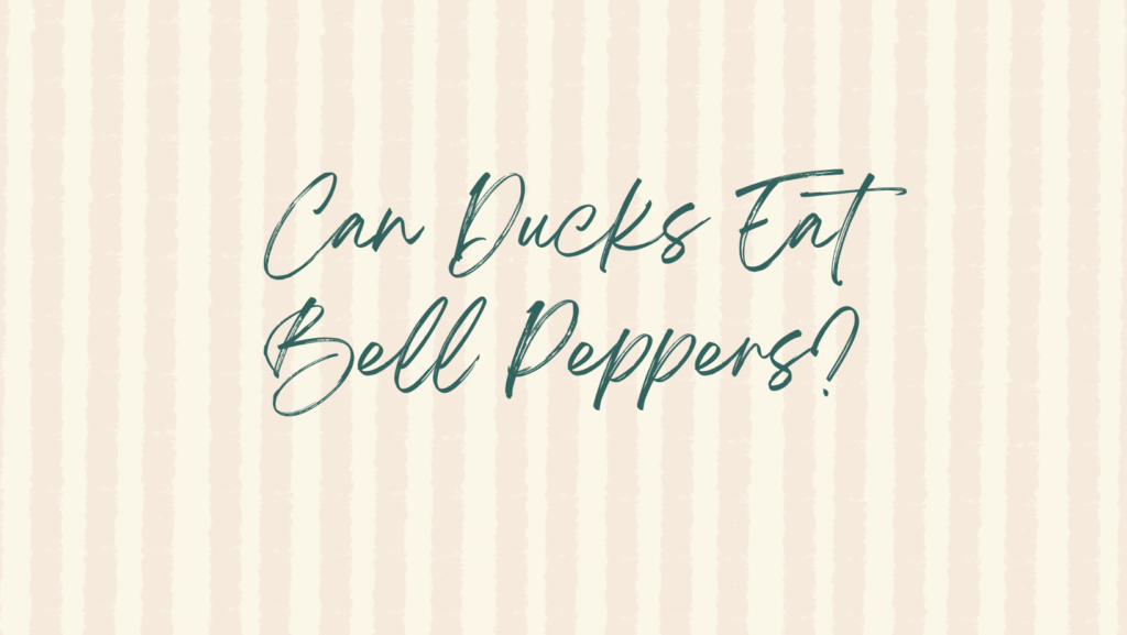 Can Ducks Eat Bell Peppers? 1