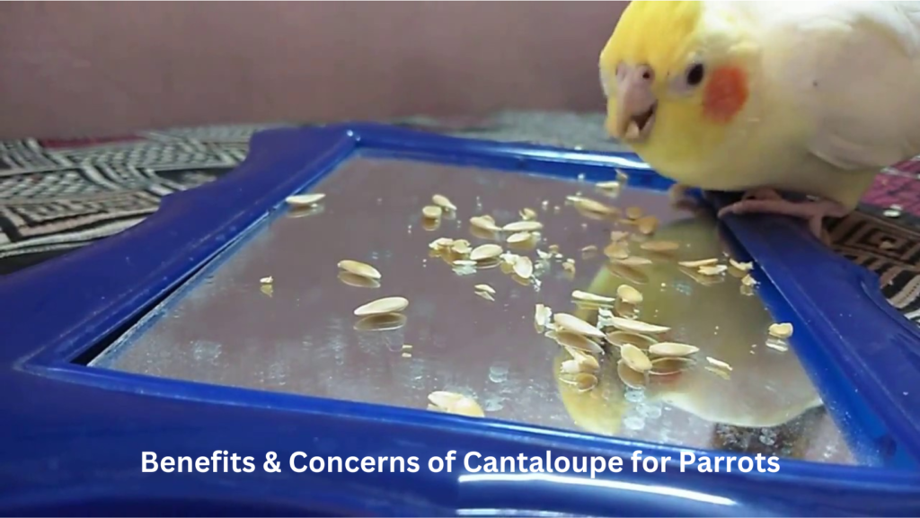 Can parrots eat cantaloupe seeds? 3