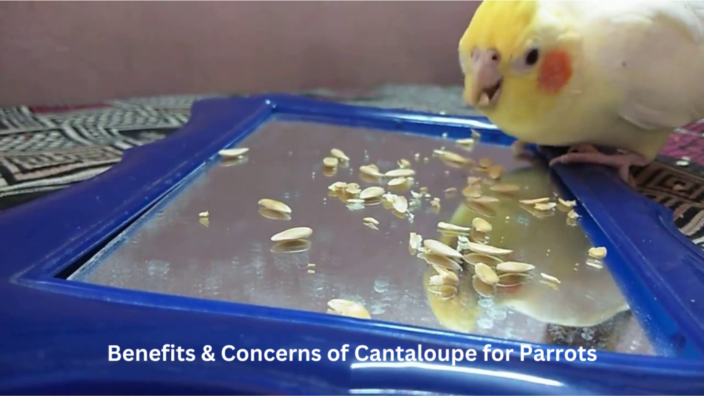 Can parrots eat cantaloupe seeds? 4