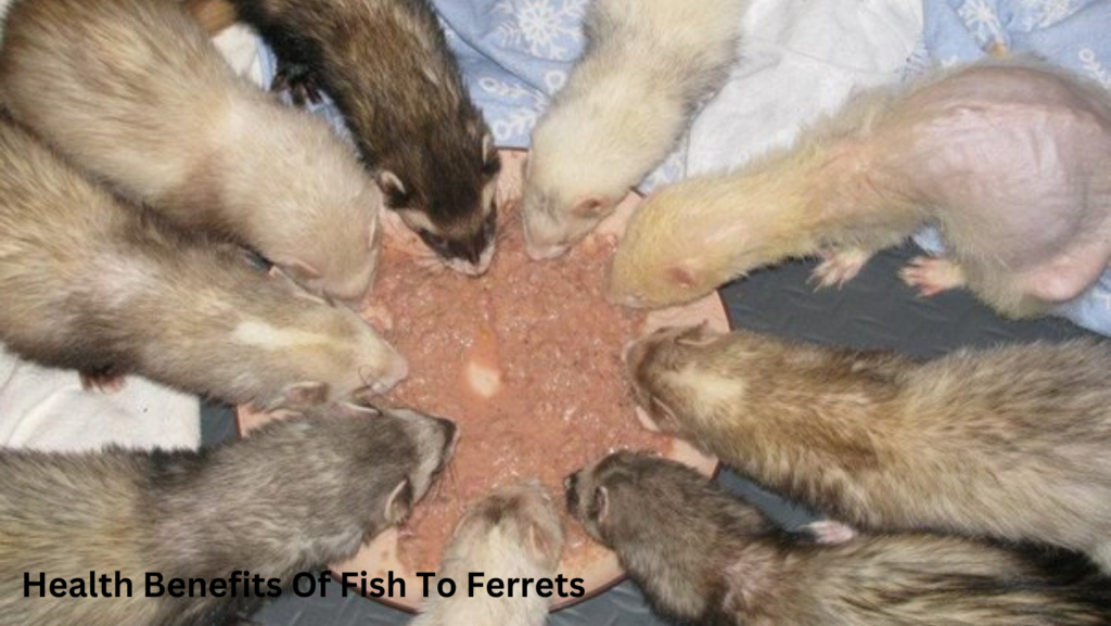 <strong>Is Raw Fish Bad For Ferrets?</strong> 3