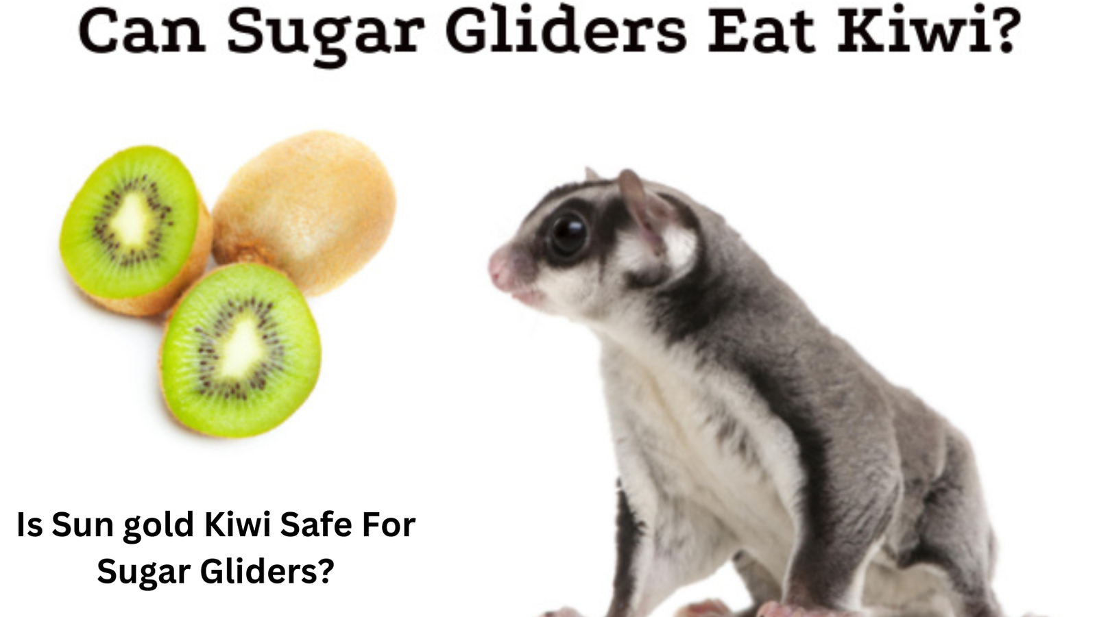 <strong>Is Sun gold Kiwi Safe For Sugar Gliders?</strong> 1