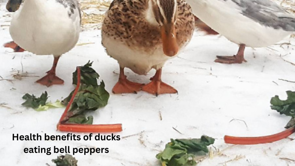 Can Ducks Eat Bell Peppers? 4