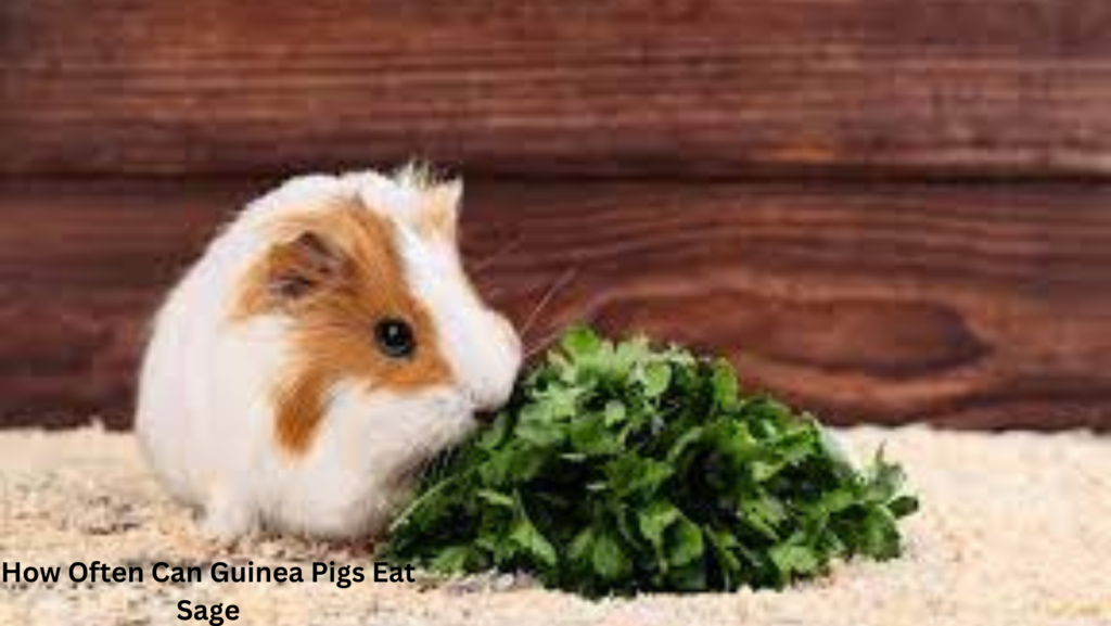 Can Guinea Pigs Eat Sage? 2