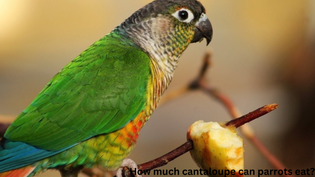 Can parrots eat cantaloupe seeds? 5