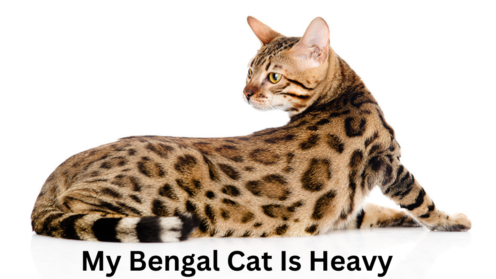 My Bengal Cat Is Heavy 16