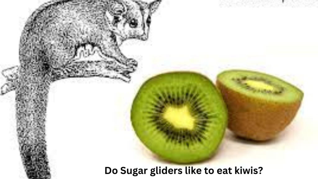 <strong>Is Sun gold Kiwi Safe For Sugar Gliders?</strong> 3