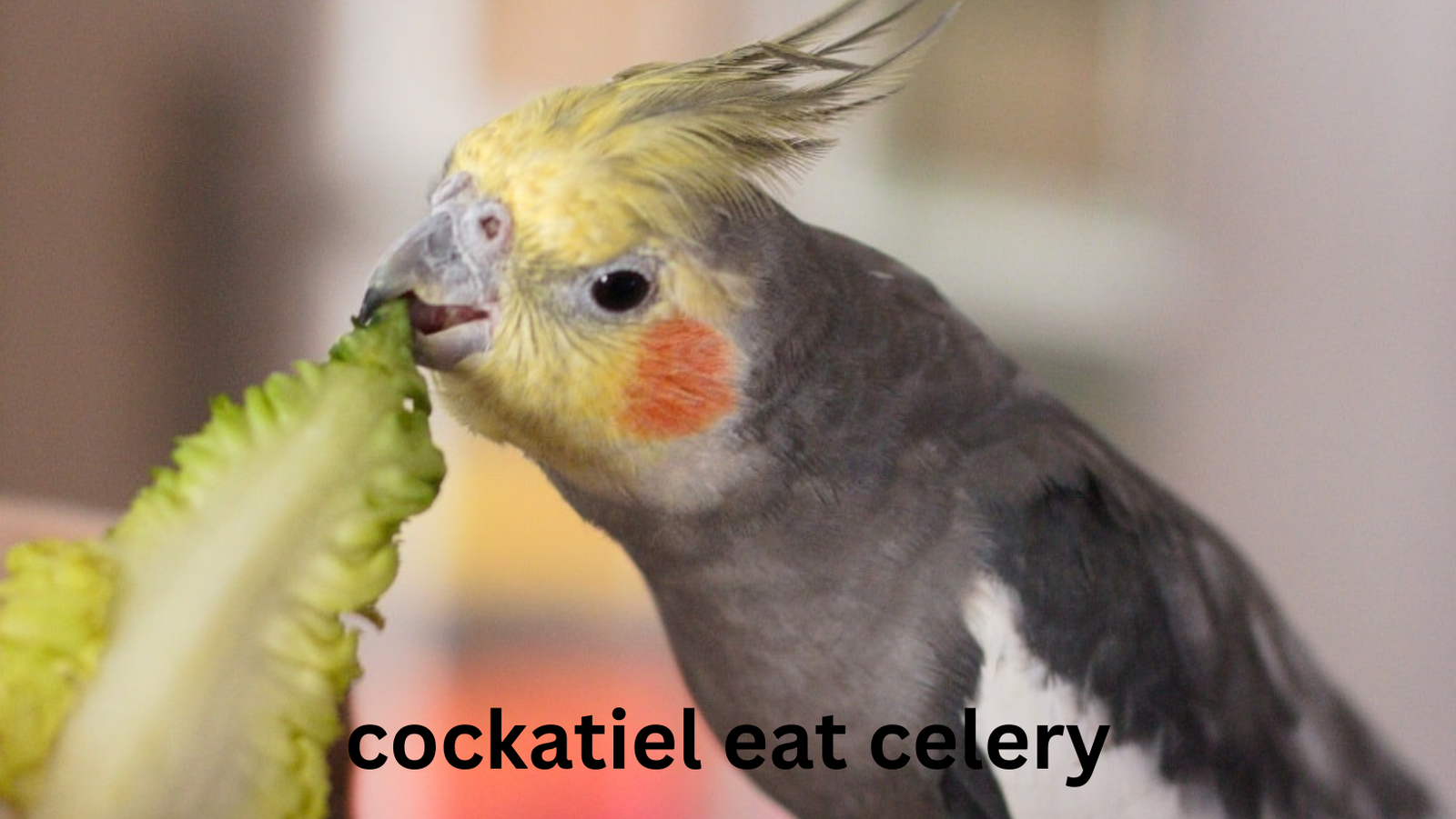 Can cockatiel eat celery? 4