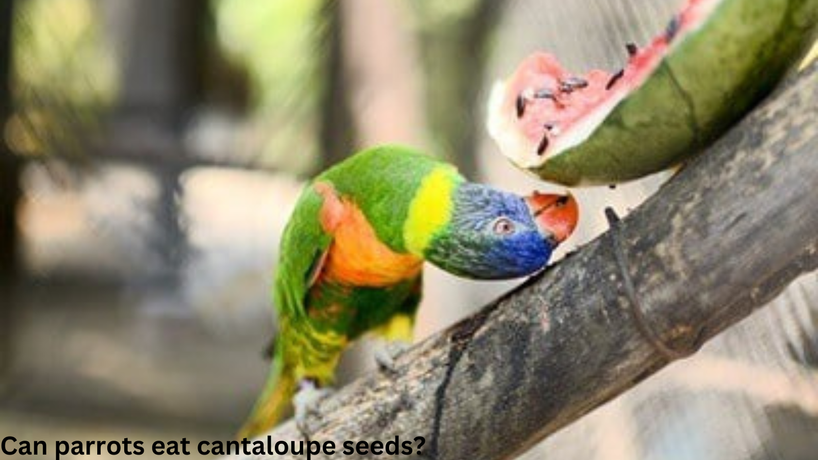 Can parrots eat cantaloupe seeds? 1