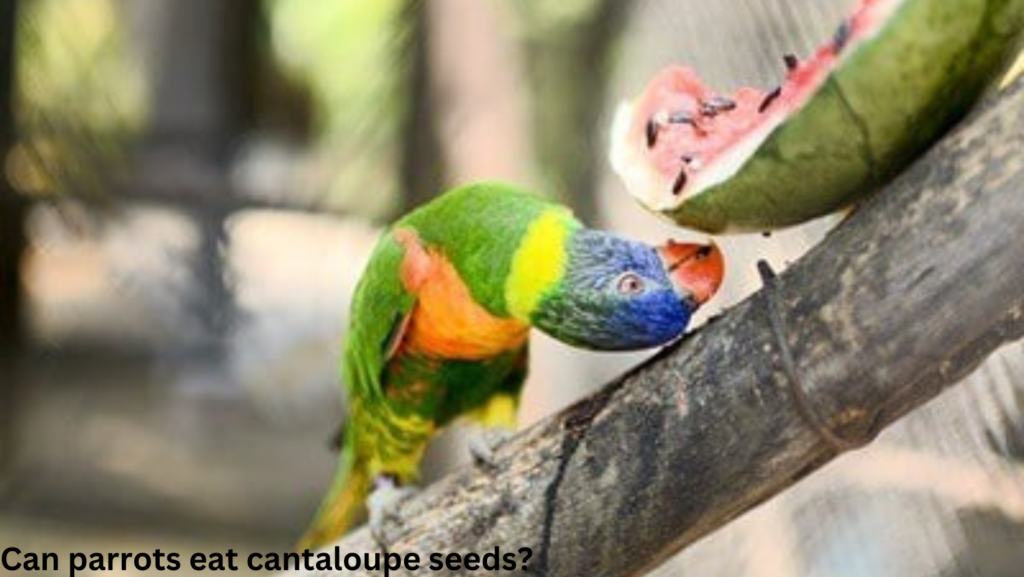 Can parrots eat cantaloupe seeds? 6