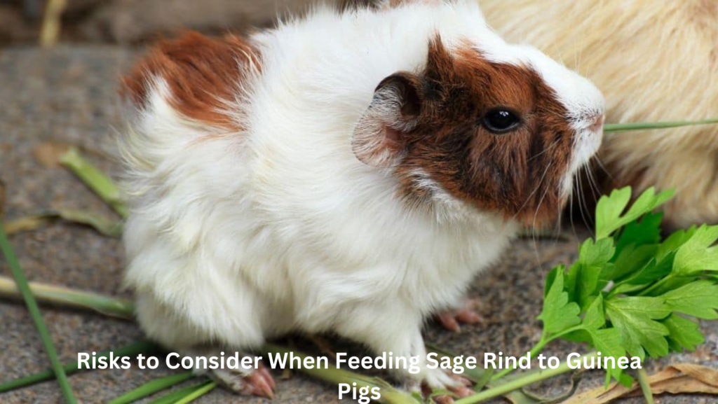 Can Guinea Pigs Eat Sage? 3