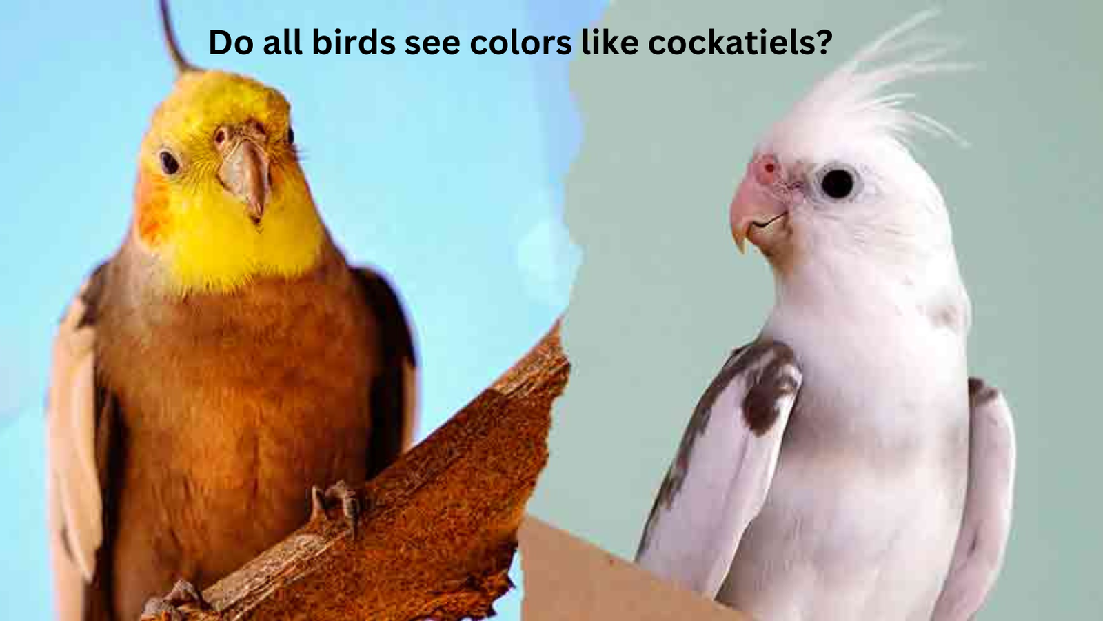 Can Cockatiels See Color? 15