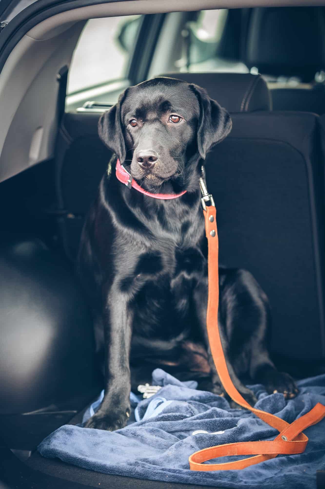 Black labrador puppy in the car