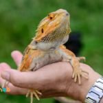 Can Bearded Dragons Eat Ham?