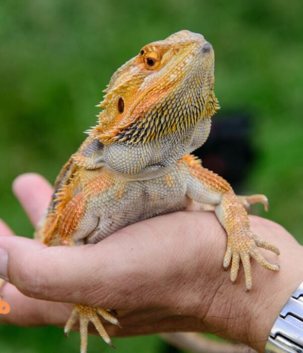 Can Bearded Dragons Eat Ham?