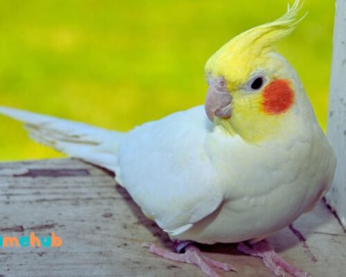 Can Cockatiels See Color?