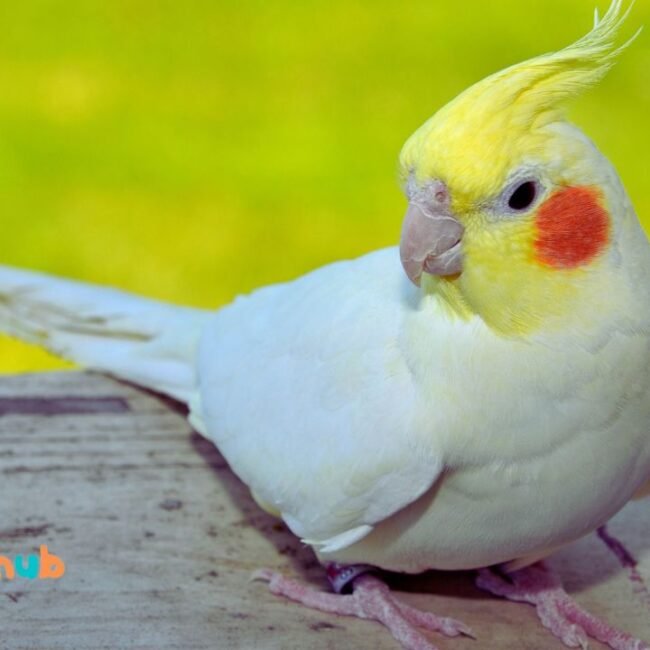 Can Cockatiels See Color?