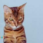Can a Cat Eat Chocolate